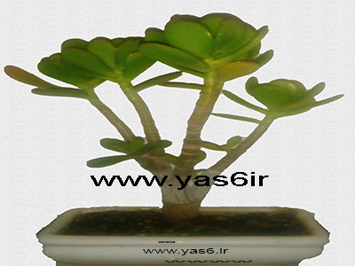 بونسای کراسولا