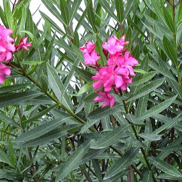 خرزهره بزرگ