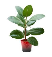 فیکوس سبز