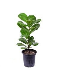 فیکوس لیراتا
