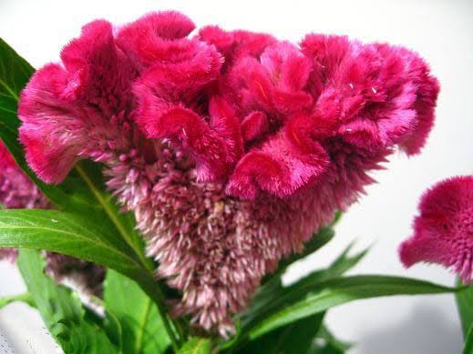گل تاج خروس قرمز
