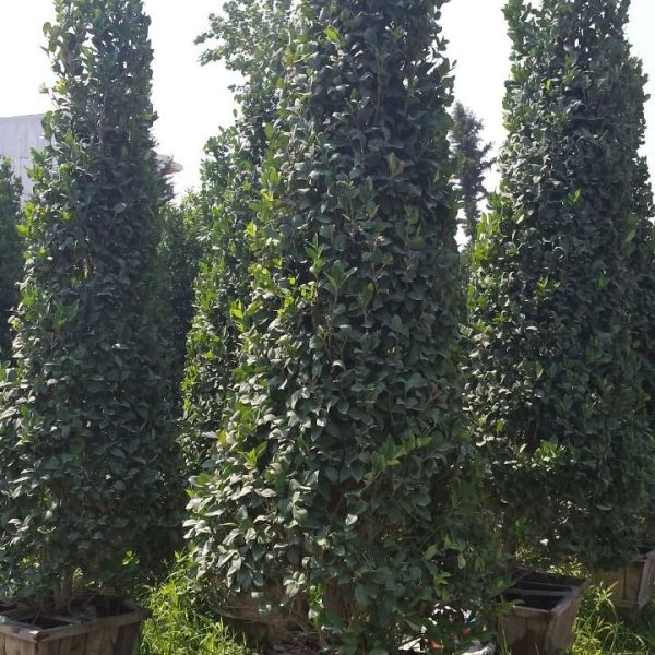 یاس هلندی بزرگ