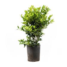 یاس هلندی متوسط