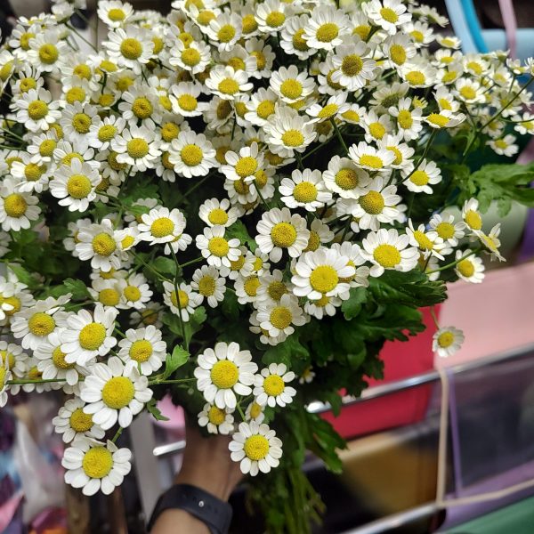 دسته گل بابونه قیمت روز